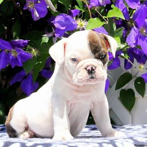 Rowena, English Bulldog Puppy