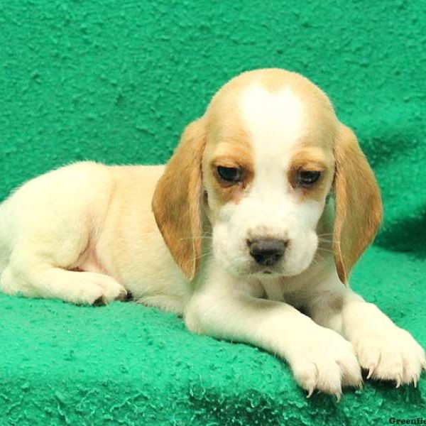 Rudy, Beagle Puppy