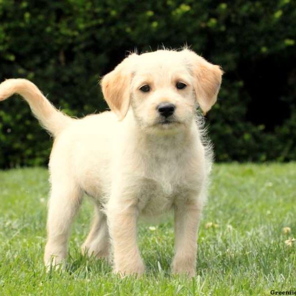 Ruff, Labradoodle-Miniature Puppy