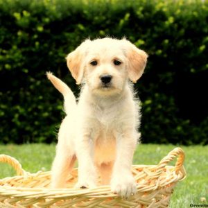 Ruff, Labradoodle-Miniature Puppy