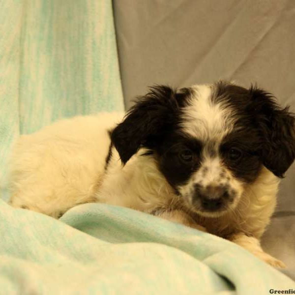 Russ, Australian Shepherd-Miniature Puppy