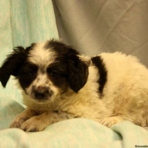 Russ, Australian Shepherd-Miniature Puppy