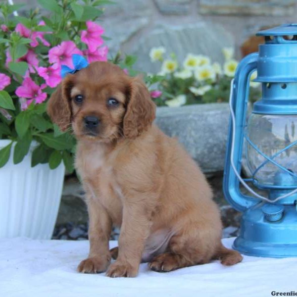 Russell, Cavapoo Puppy