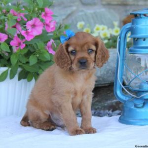 Russell, Cavapoo Puppy