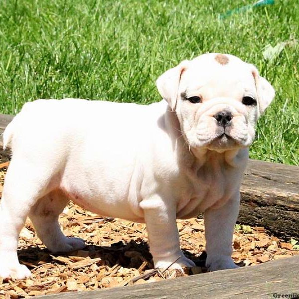 Ruthie, English Bulldog Puppy