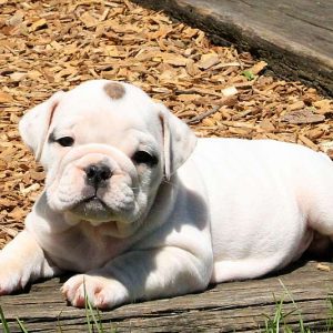 Ruthie, English Bulldog Puppy