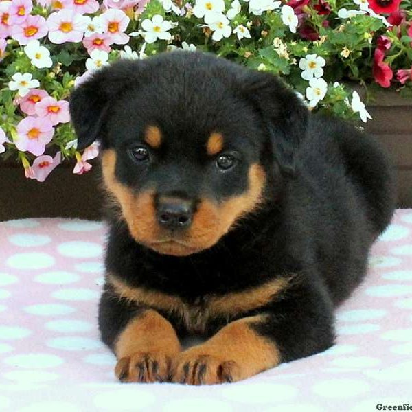 Sabrina, Rottweiler Puppy