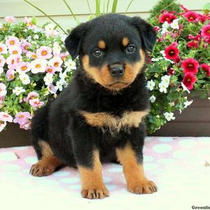 Sabrina, Rottweiler Puppy