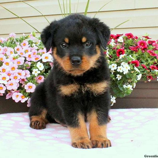 Sage, Rottweiler Puppy