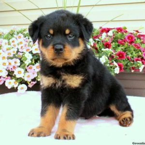 Sage, Rottweiler Puppy