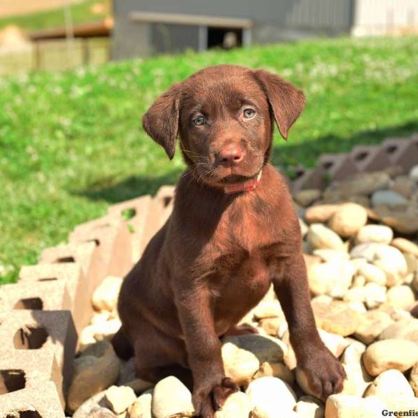 Sally, Labrador Retriever-Chocolate Puppy