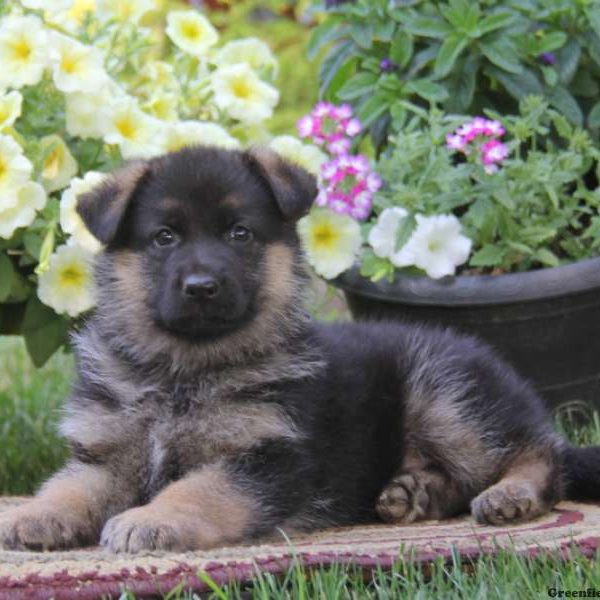 Sally, German Shepherd Puppy