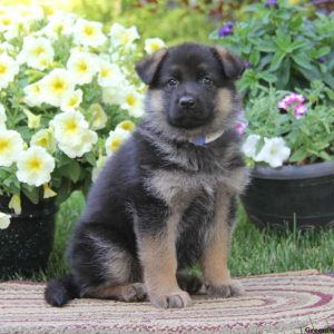 Sally, German Shepherd Puppy