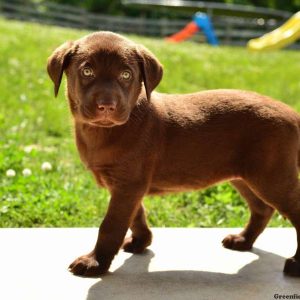 Sally, Labrador Retriever-Chocolate Puppy