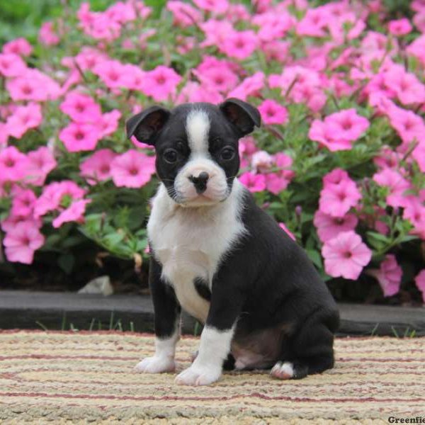 Sammy, Boston Terrier Puppy