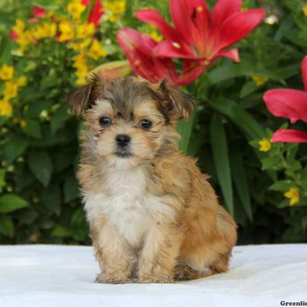 Sammy, Morkie / Yorktese Puppy