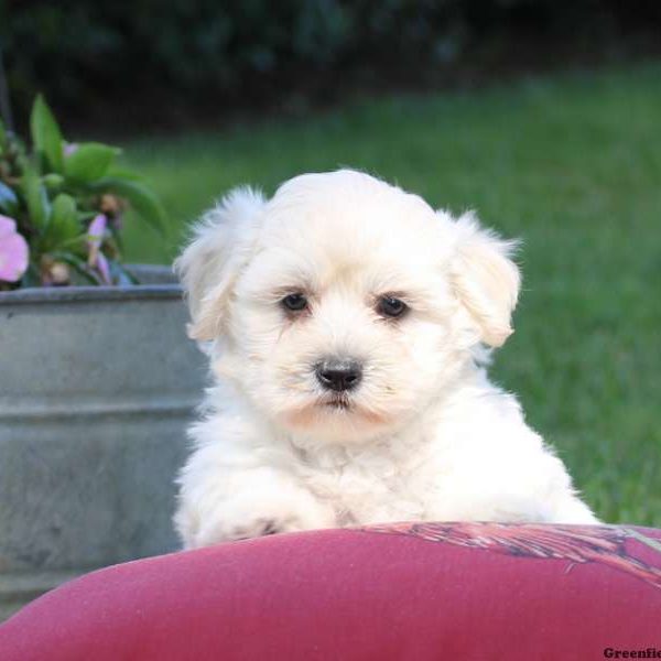 Sammy, Miniature Poodle Mix Puppy