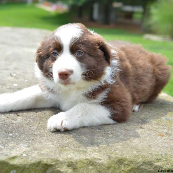 Sammy, Australian Shepherd Puppy