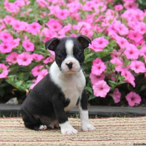 Sammy, Boston Terrier Puppy