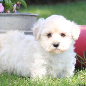 Sammy, Miniature Poodle Mix Puppy