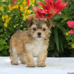 Sammy, Morkie / Yorktese Puppy