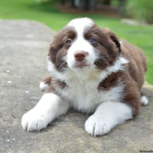 Sammy, Australian Shepherd Puppy