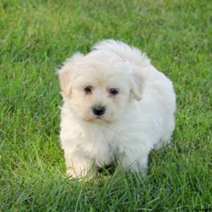 Sammy, Miniature Poodle Mix Puppy