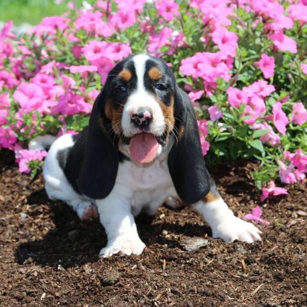 Sarah, Basset Hound Puppy