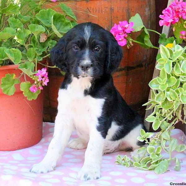 Sarge, English Springer Spaniel Puppy