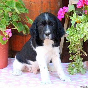 Sarge, English Springer Spaniel Puppy