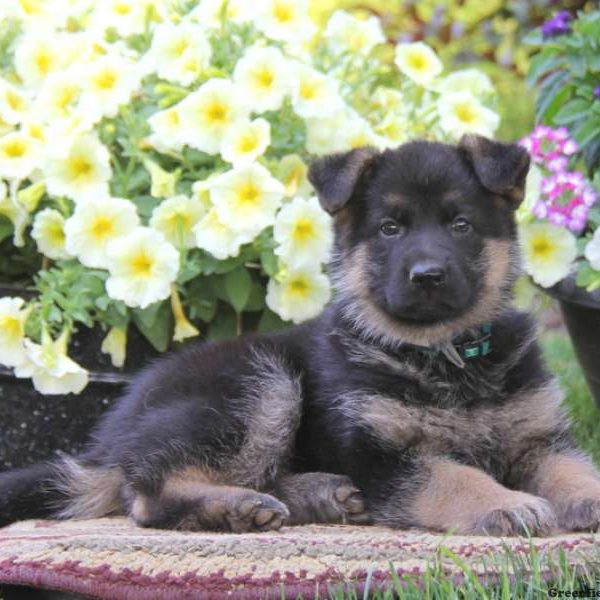 Sari, German Shepherd Puppy