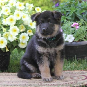 Sari, German Shepherd Puppy