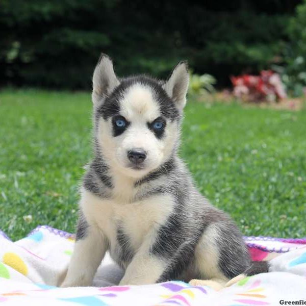 Sasha, Siberian Husky Puppy