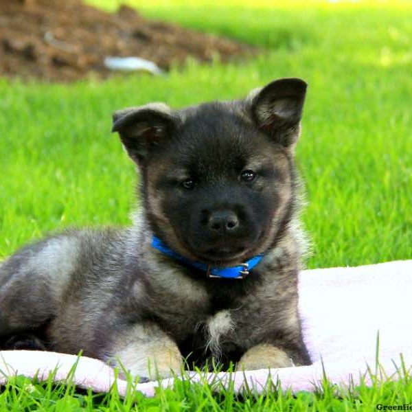 Sasha, Norwegian Elkhound Puppy