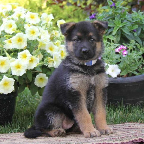 Sasha, German Shepherd Puppy