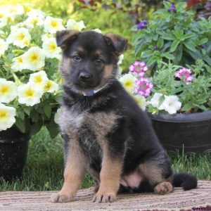 Sasha, German Shepherd Puppy