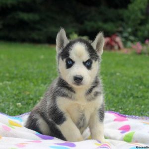 Sasha, Siberian Husky Puppy