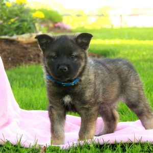 Sasha, Norwegian Elkhound Puppy