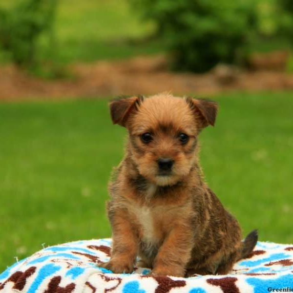 Savana, Yorkie Russell Puppy