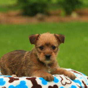 Savana, Yorkie Russell Puppy