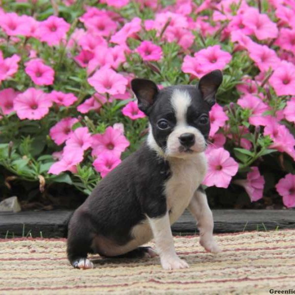 Sela, Boston Terrier Puppy