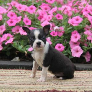 Sela, Boston Terrier Puppy