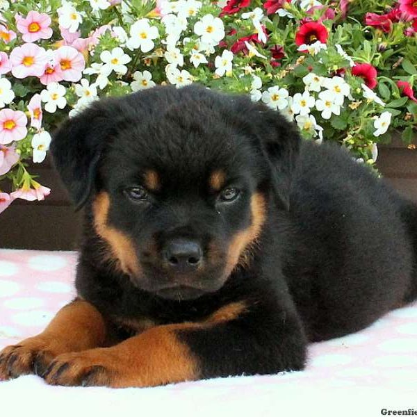 Seneca, Rottweiler Puppy