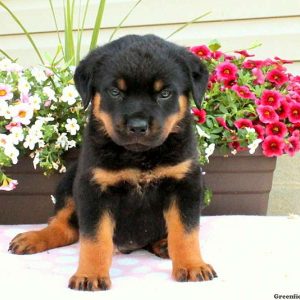 Seneca, Rottweiler Puppy