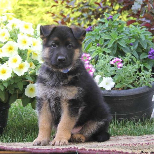 Seth, German Shepherd Puppy