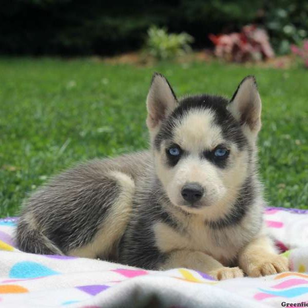 Seth, Siberian Husky Puppy