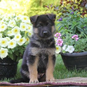 Seth, German Shepherd Puppy