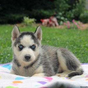 Seth, Siberian Husky Puppy