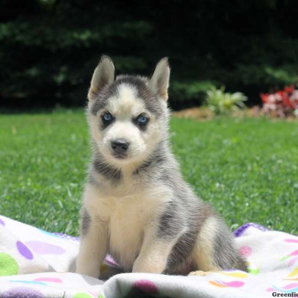 Shane, Siberian Husky Puppy