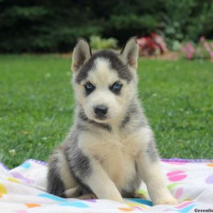 Shane, Siberian Husky Puppy